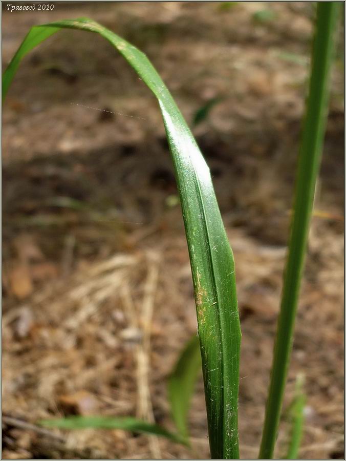 Image of Calamagrostis arundinacea specimen.