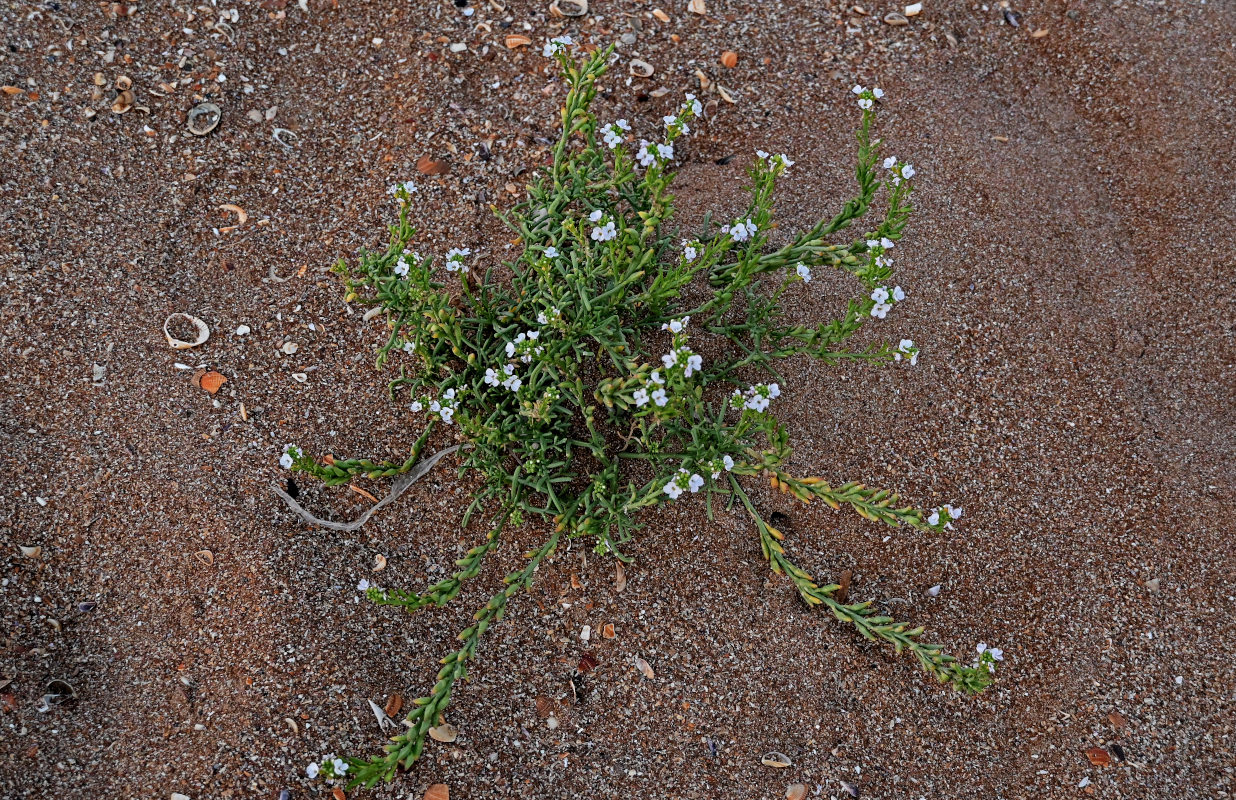 Image of Cakile euxina specimen.