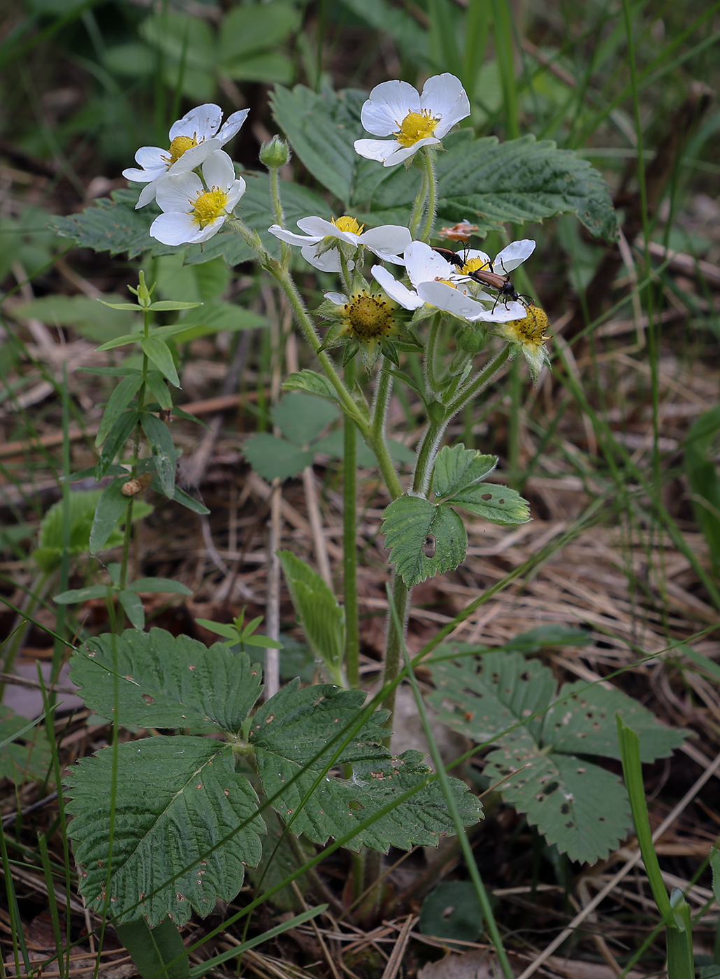 Изображение особи Fragaria moschata.