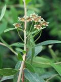 Spiraea × cinerea. Соплодие и части растения. Магаданская обл., Ольский р-н, пгт Ола, декоративное озеленение улицы. 05.08.2023.