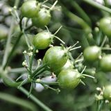 Смотреть изображение Coriandrum sativum