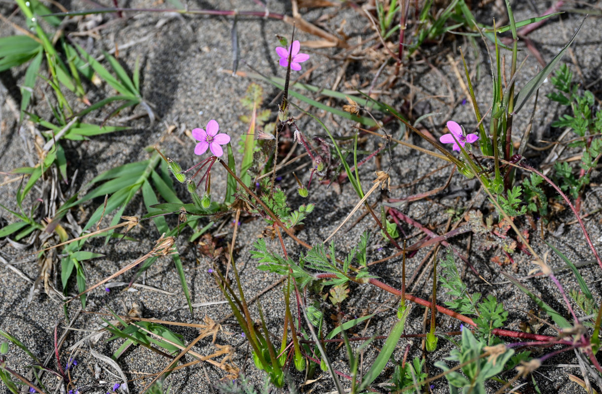 Image of Erodium cicutarium specimen.