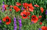 genus Papaver. Верхушки побегов с цветками (рядом видны соцветия Delphinium). Грузия, Самцхе-Джавахети, окр. г. Ахалцихе, окраина поля. 14.06.2023.