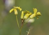 Image of taxon representative. Author is Светлана Коурова