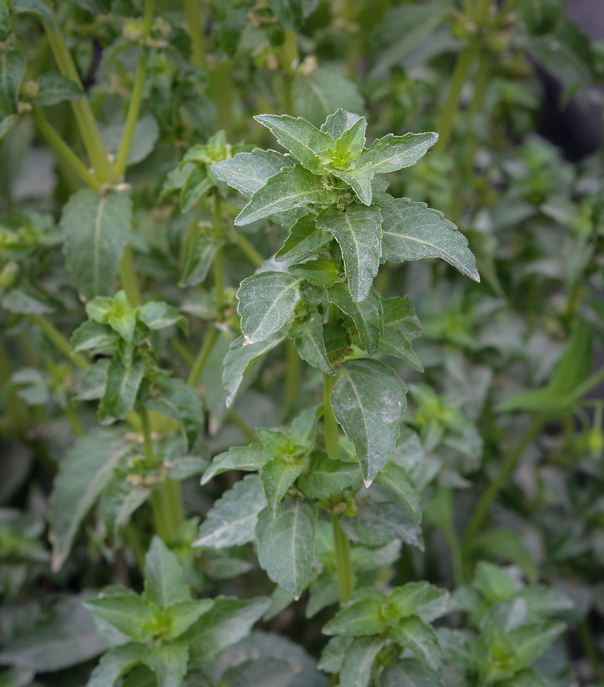 Image of Mercurialis annua specimen.