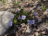 Viola sacchalinensis