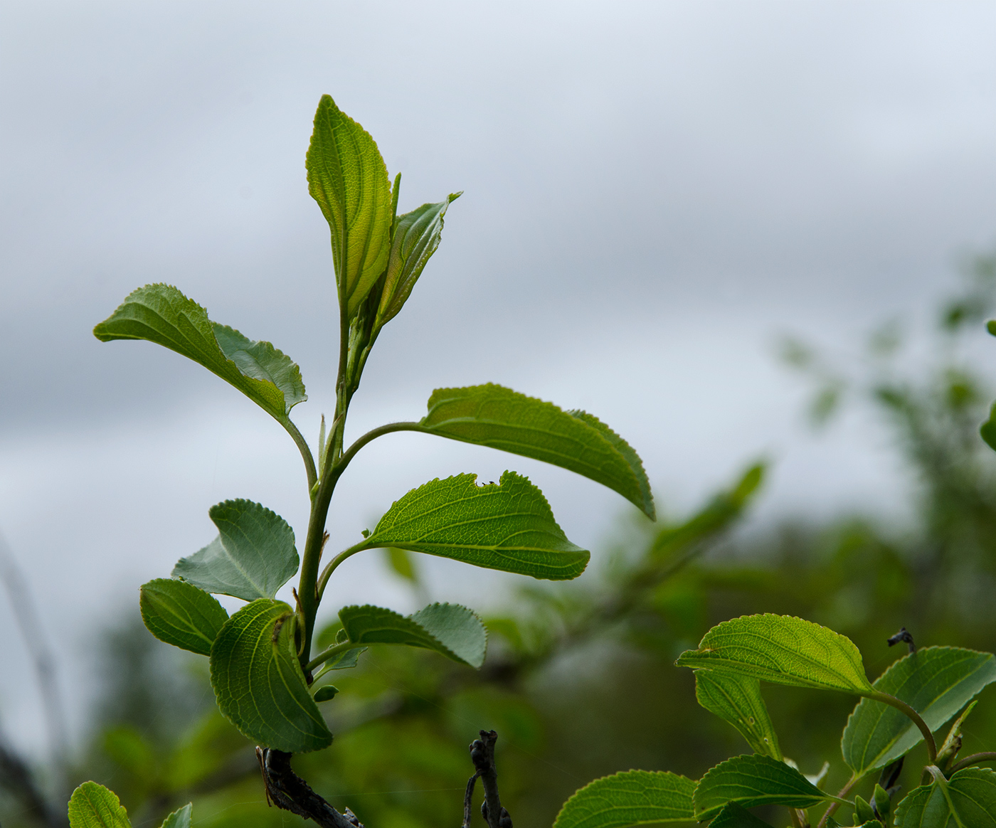 Image of Rhamnus cathartica specimen.