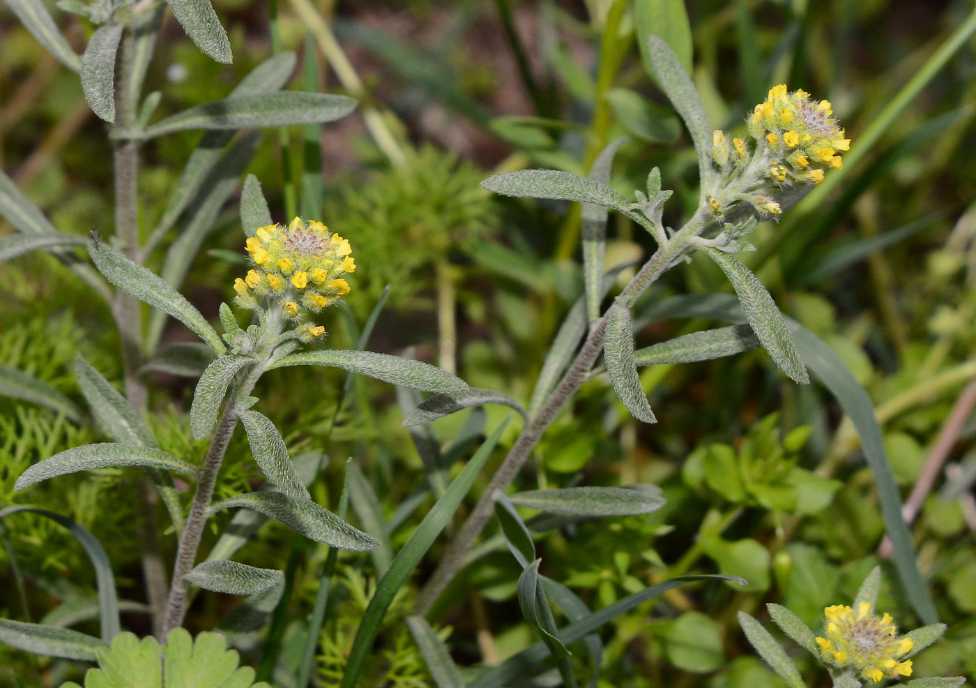 Image of genus Alyssum specimen.