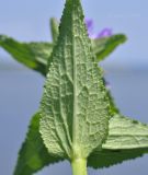 Campanula glomerata. Лист (вид на абаксиальную поверхность). Приморский край, г. Владивосток, о. Русский, бух. Ахлёстышева, прибрежный луг. 31.07.2023.