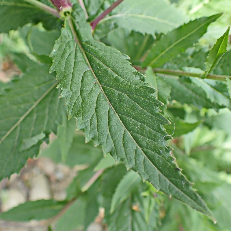 Image of Arabis pendula specimen.