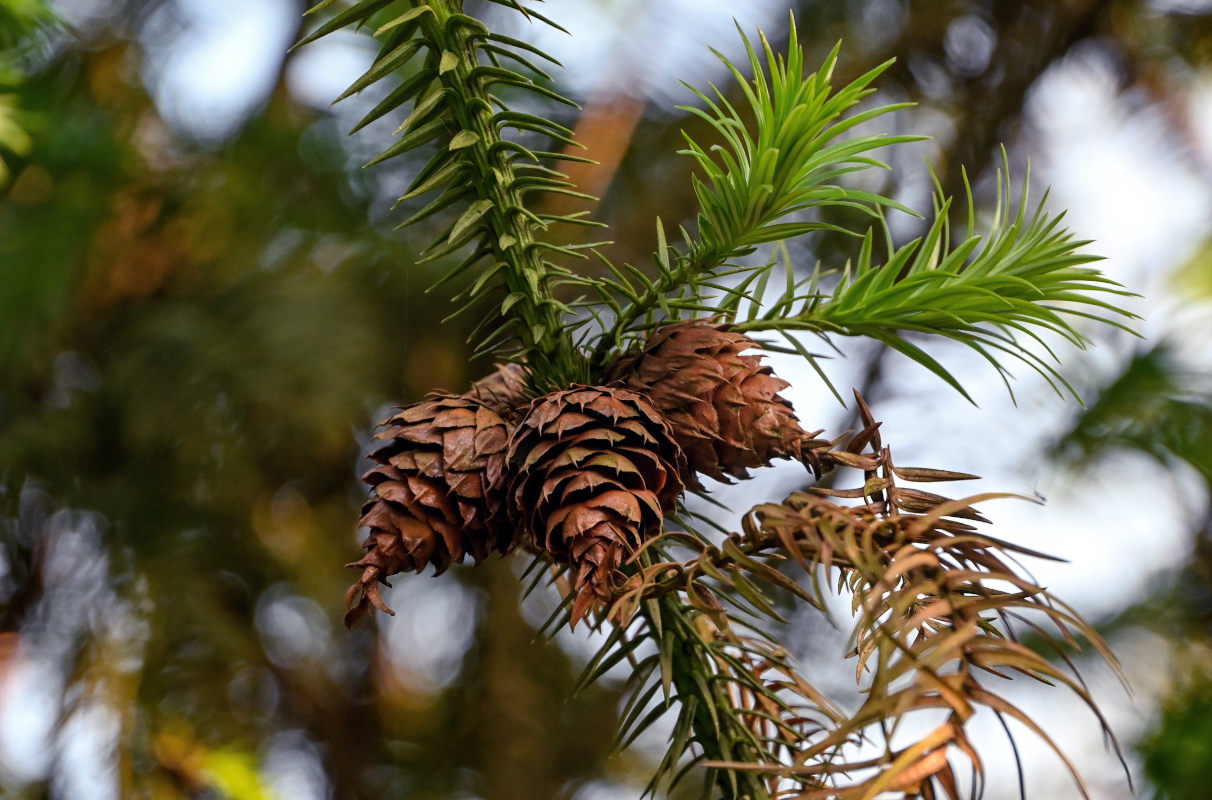 Image of Cunninghamia lanceolata specimen.