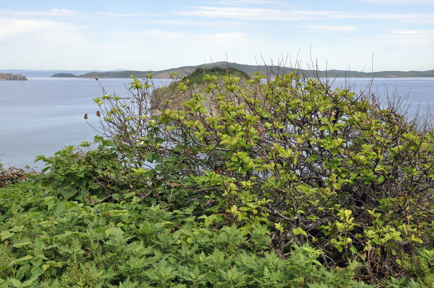 Изображение особи Malus mandshurica.