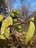 Phellodendron amurense. Соплодие с незрелыми плодами и части листьев в осенней окраске. Хабаровский край, г. Комсомольск-на-Амуре, Силинский лесопарк. 04.10.2024.