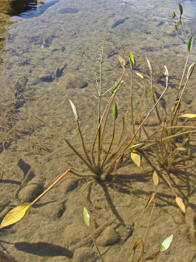 Image of genus Alisma specimen.