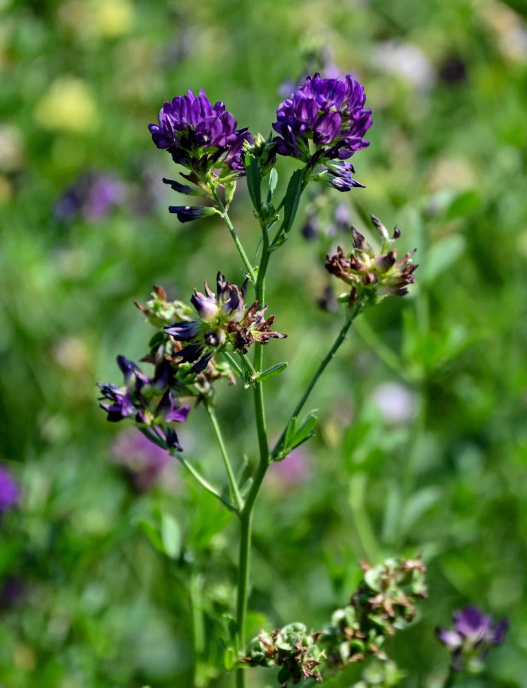 Image of Medicago sativa specimen.