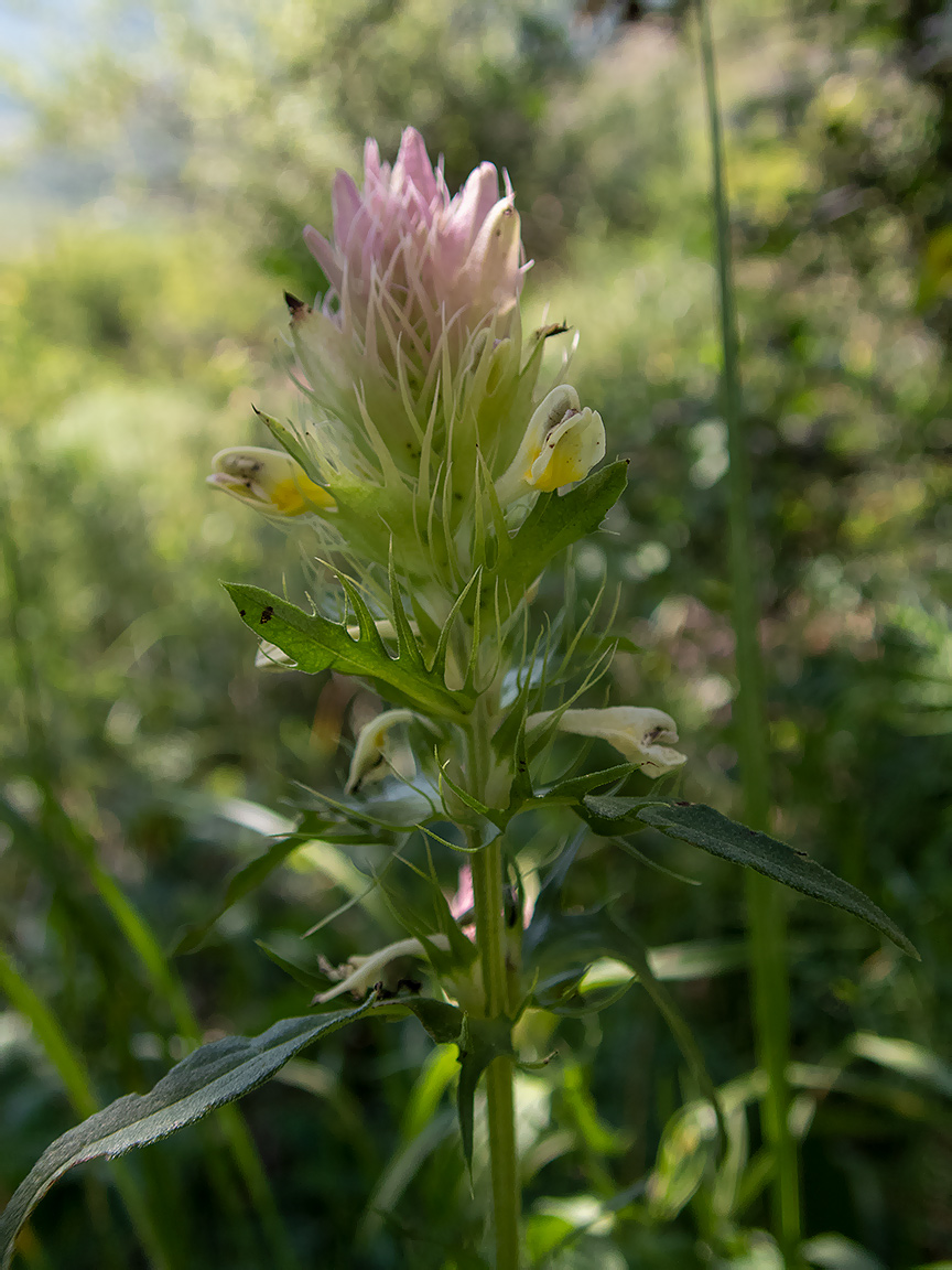 Image of Melampyrum arvense specimen.