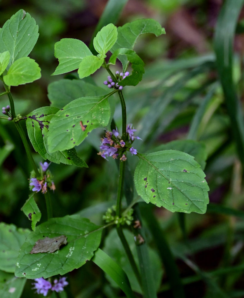 Изображение особи Mentha arvensis.