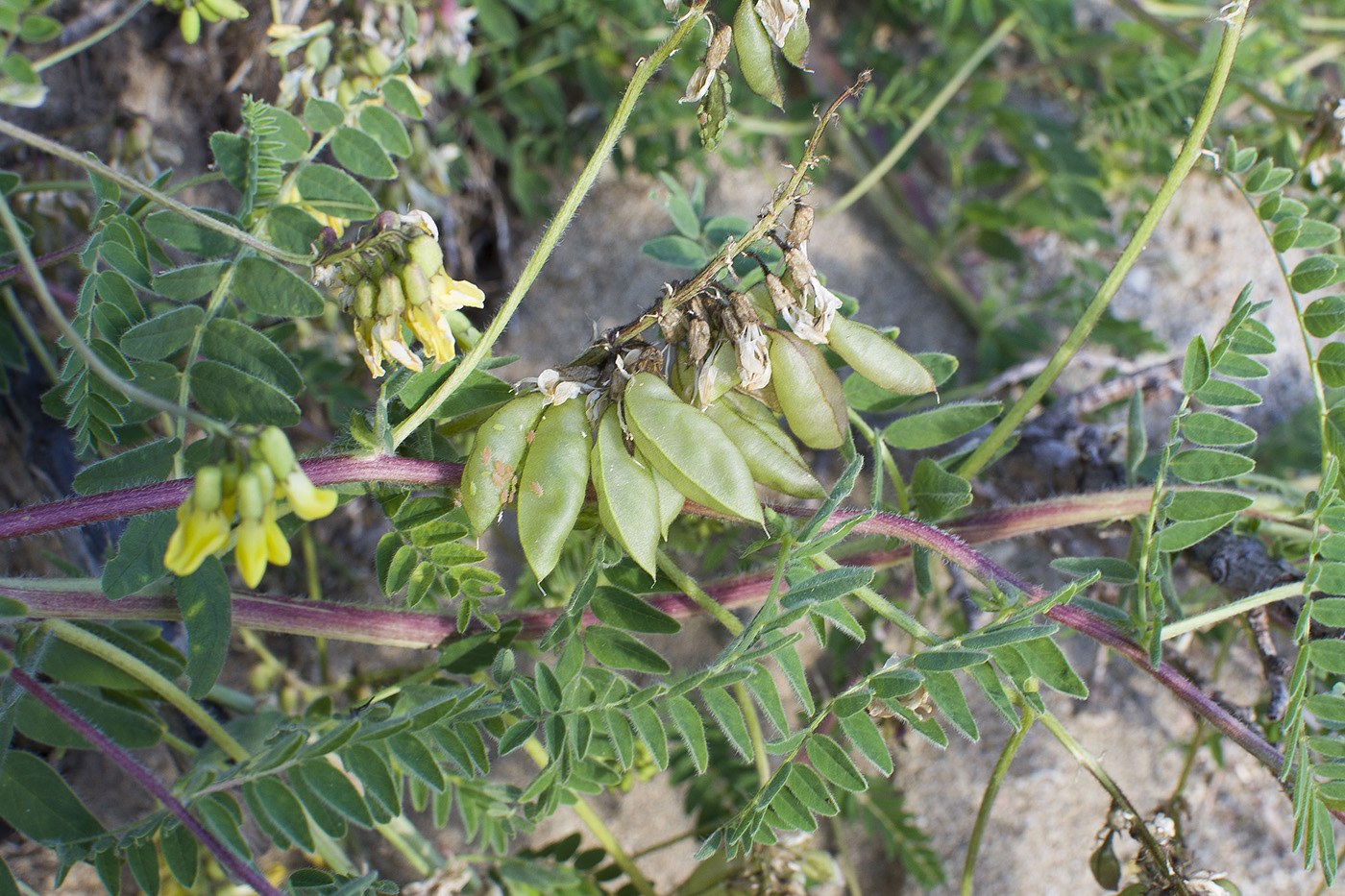 Image of Astragalus propinquus specimen.