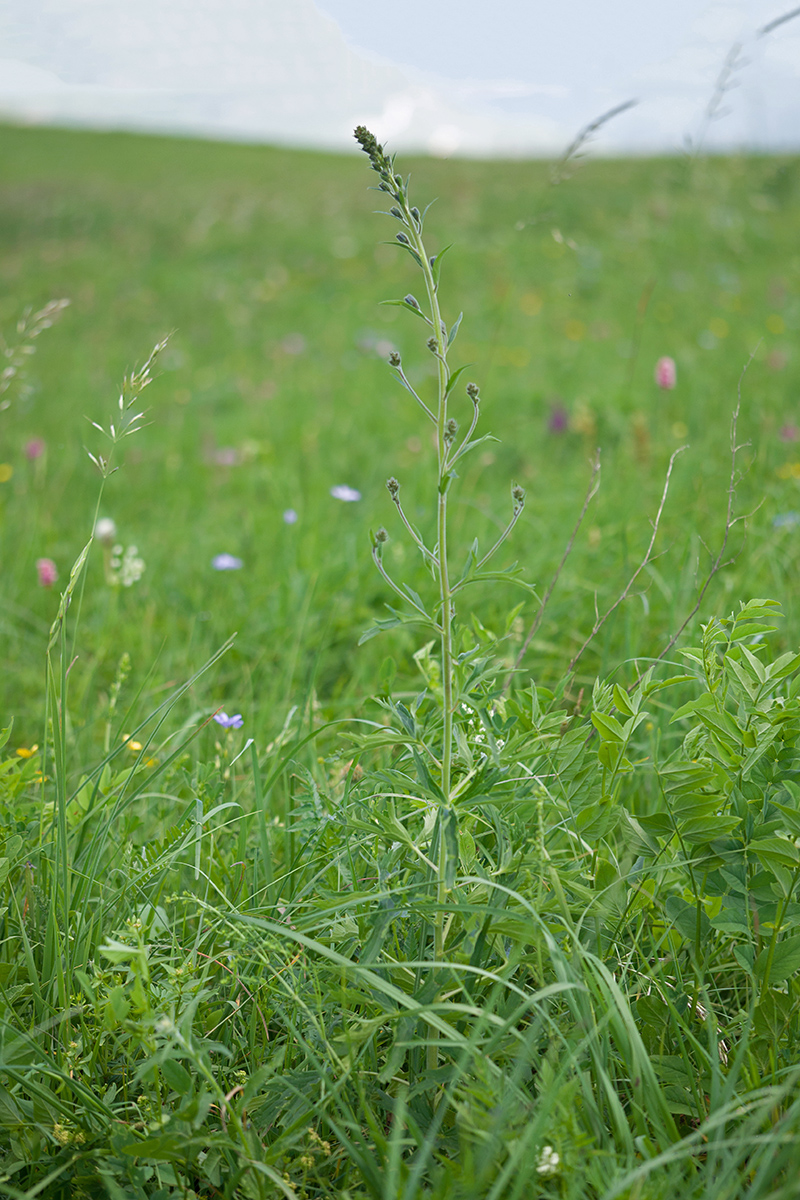 Изображение особи семейство Ranunculaceae.