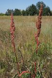 Rumex crispus. Плодоносящие растения. Ульяновская обл., Мелекесский р-н, долина р. Бирля, луг с участками засоления. 12.08.2023.