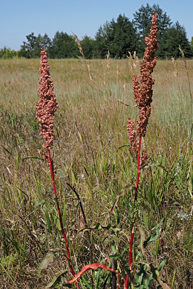 Изображение особи Rumex crispus.