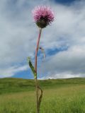 Cirsium serratuloides. Верхушка цветущего растения. Казахстан, Западный Алтай, горы Таловка (Собачьи Горы) у пер. Седло в окр. с. Солдатово, ≈ 1450 м н.у.м., луговое разнотравье. 5 июля 2024 г.