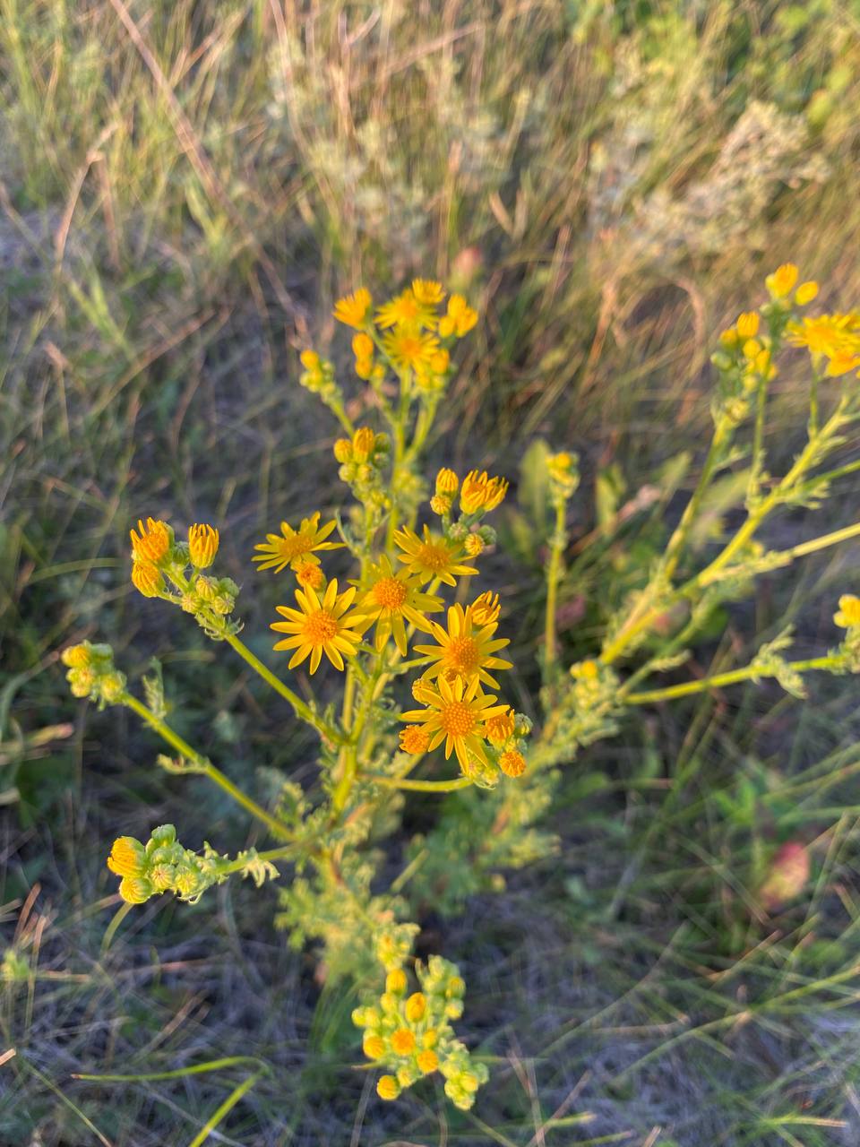 Изображение особи Senecio jacobaea.