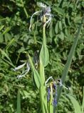 Iris sogdiana