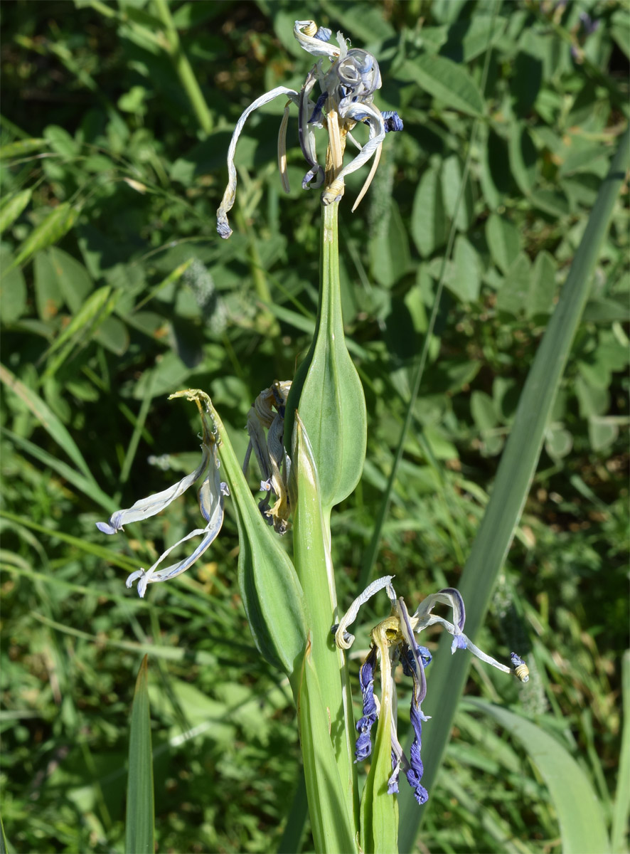 Image of Iris sogdiana specimen.