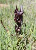 Serapias подвид levantina