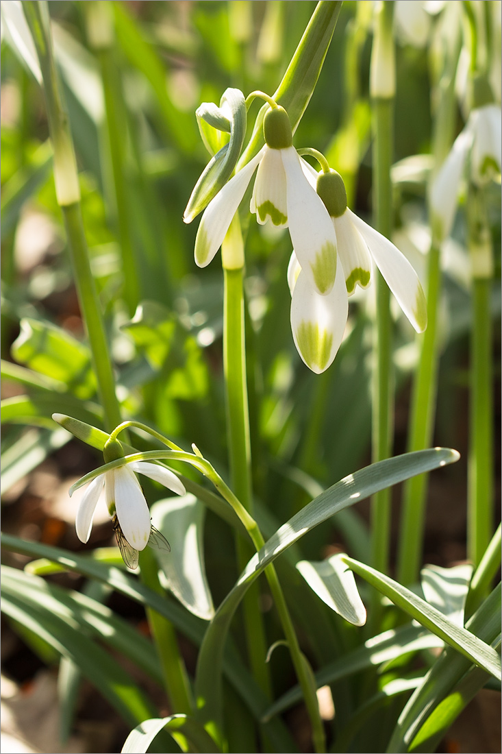 Image of Galanthus nivalis specimen.