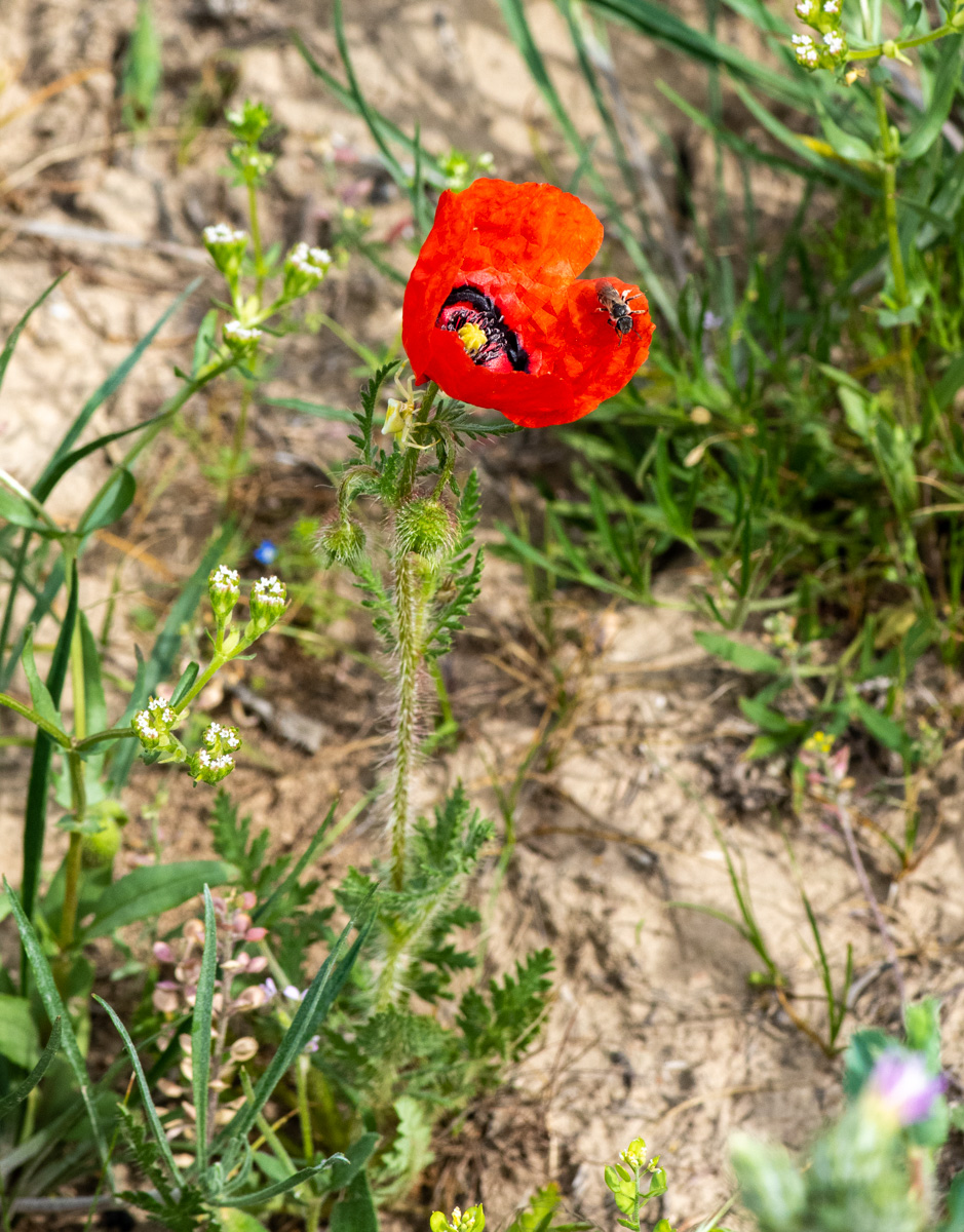 Image of Papaver pavoninum specimen.