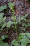 Смотреть изображение Platanthera bifolia