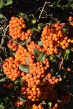 Смотреть изображение Pyracantha coccinea