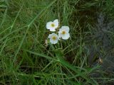 View full-size image Sagittaria trifolia