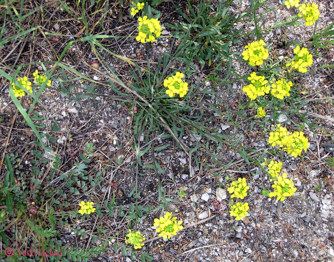 Image of Erysimum cuspidatum specimen.