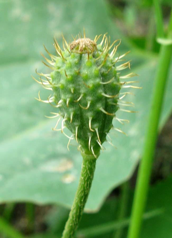 Image of Papaver hybridum specimen.