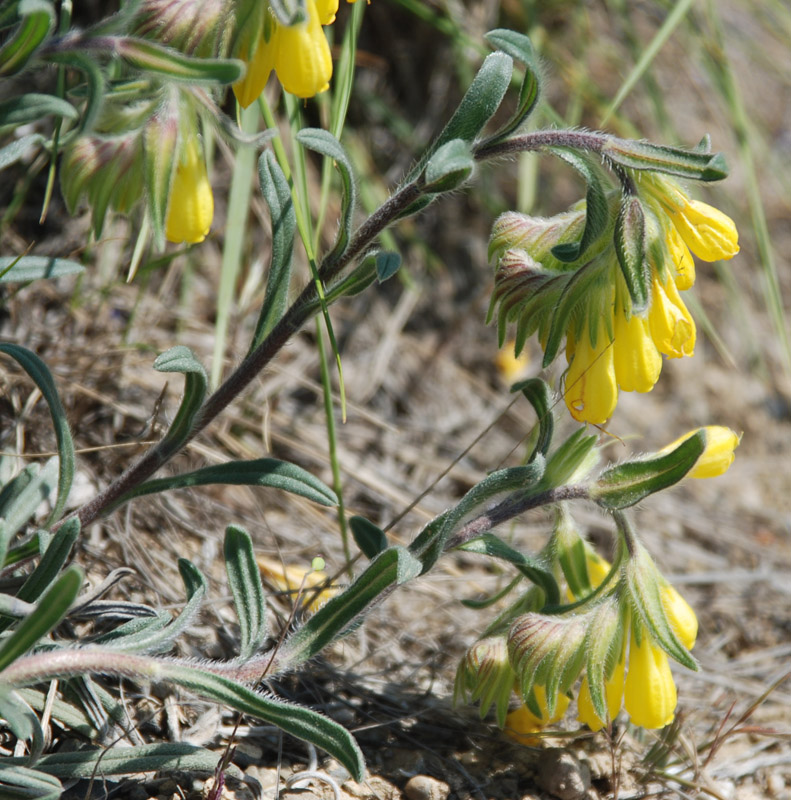 Image of Onosma taurica specimen.