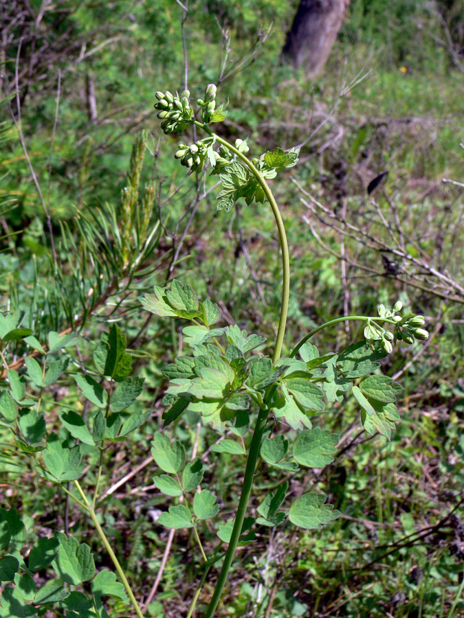 Image of Thalictrum minus specimen.