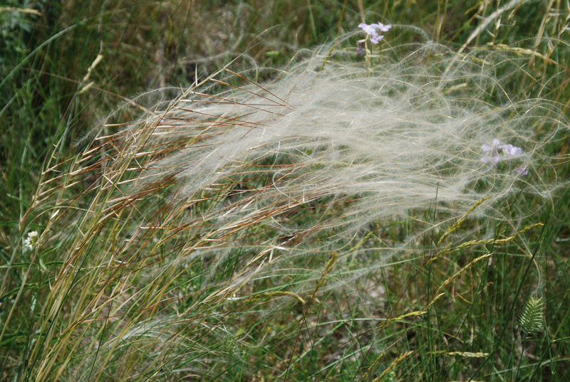 Image of genus Stipa specimen.