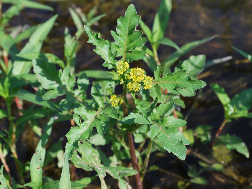 Image of Rorippa palustris specimen.