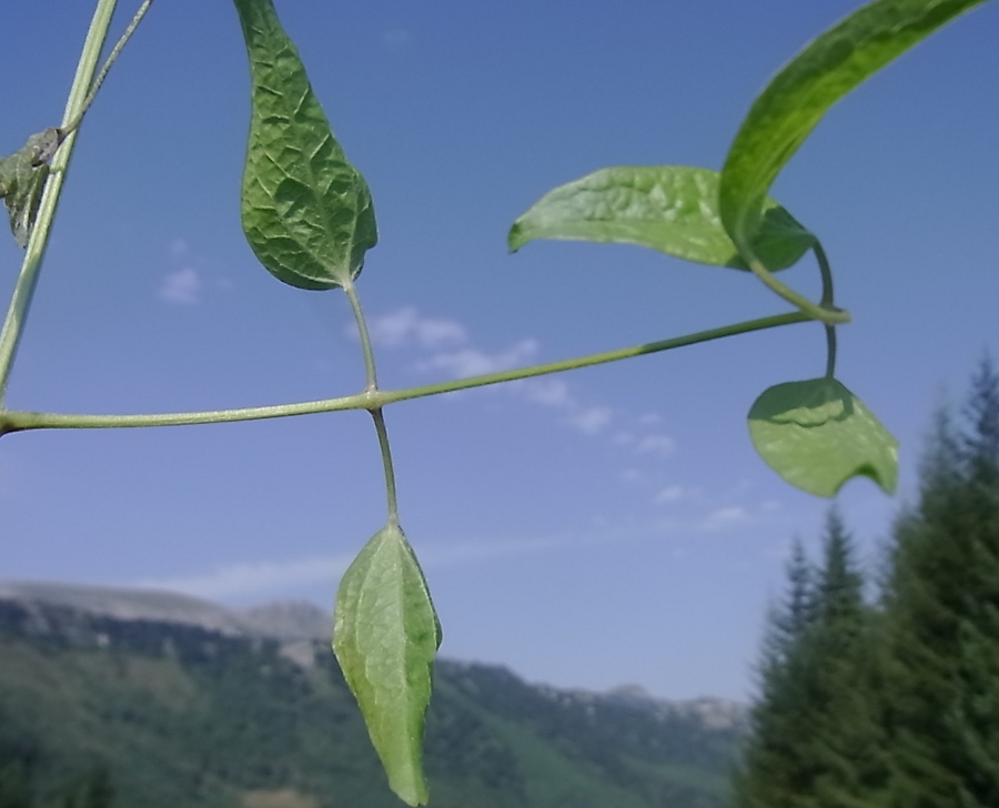 Image of Clematis vitalba specimen.