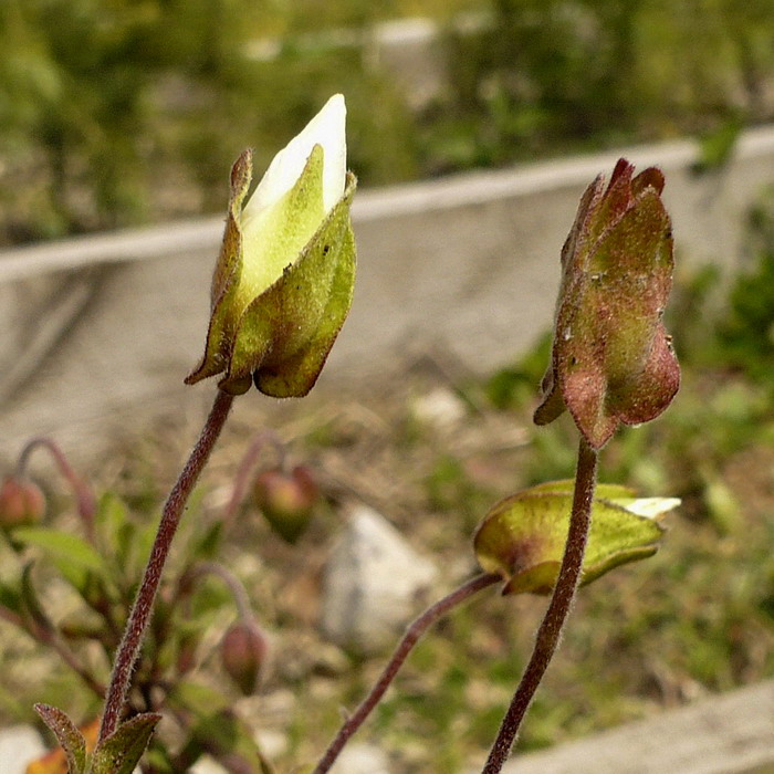 Image of Cistus salviifolius specimen.