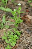 Cerastium holosteoides