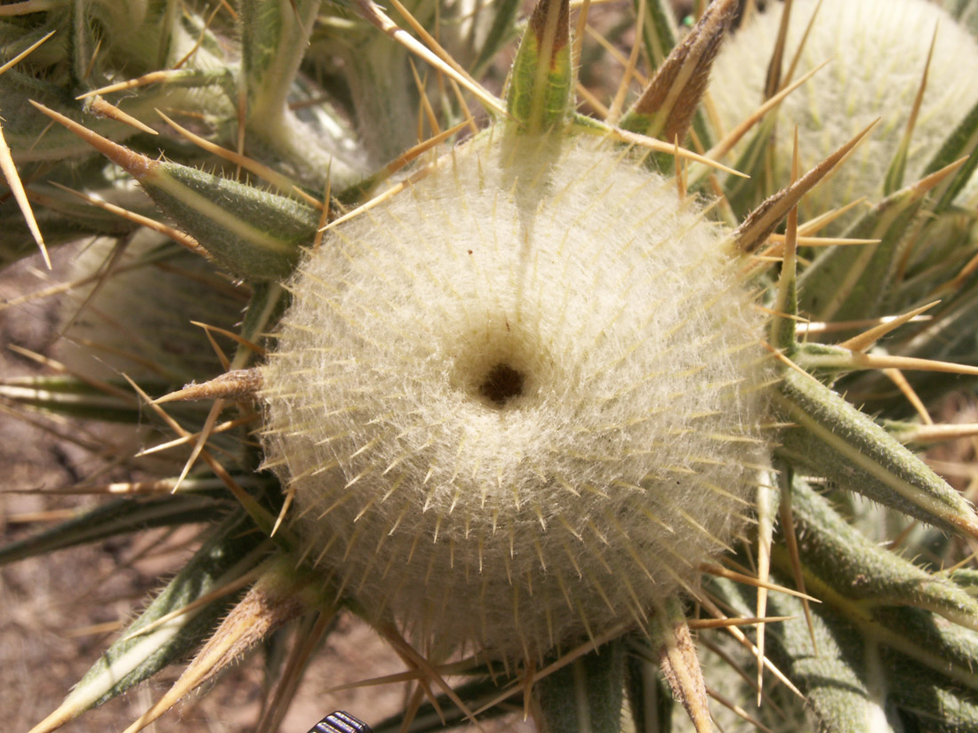 Image of Cirsium turkestanicum specimen.