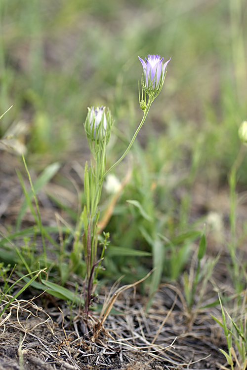 Изображение особи Nigella bucharica.