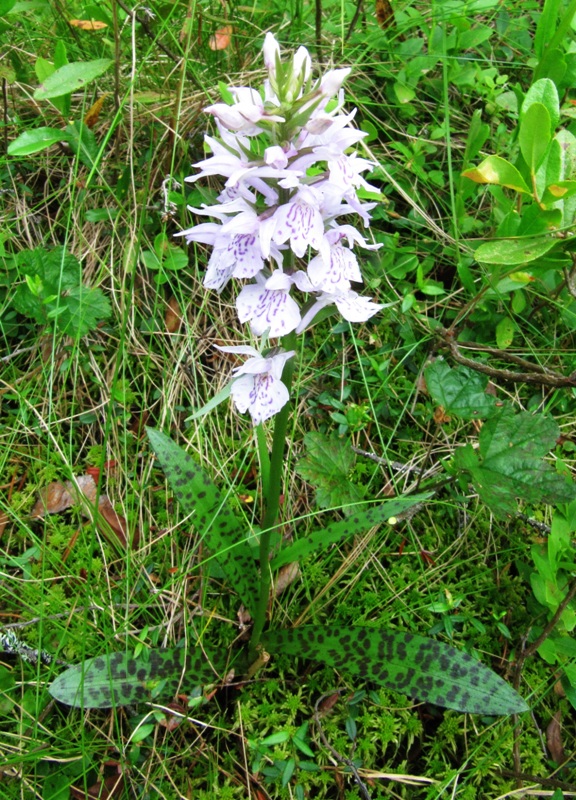 Изображение особи Dactylorhiza maculata.