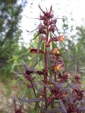 Pedicularis labradorica. Верхушка цветущего растения. Иркутская обл., Бодайбинский р-н, седловина на водоразделе рек Имнях и Бол. Семикач, редколесная тайга. Июнь 2011 г.