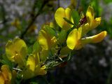 Chamaecytisus ruthenicus variety ssyreiszczikowii. Цветущая ветвь. Киев, Святошинский лес, песчаные холмы в светлом сосняке. 16 мая 2008 г.