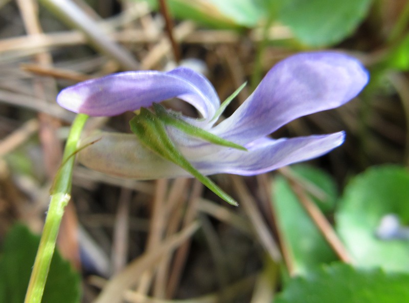 Image of genus Viola specimen.